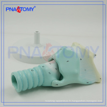 PNT-0442 cartilages larynx expansion anatomie modèle anatomie plastique modèle